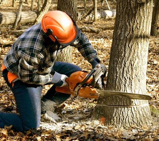 Tree Removal in Manchester, OK